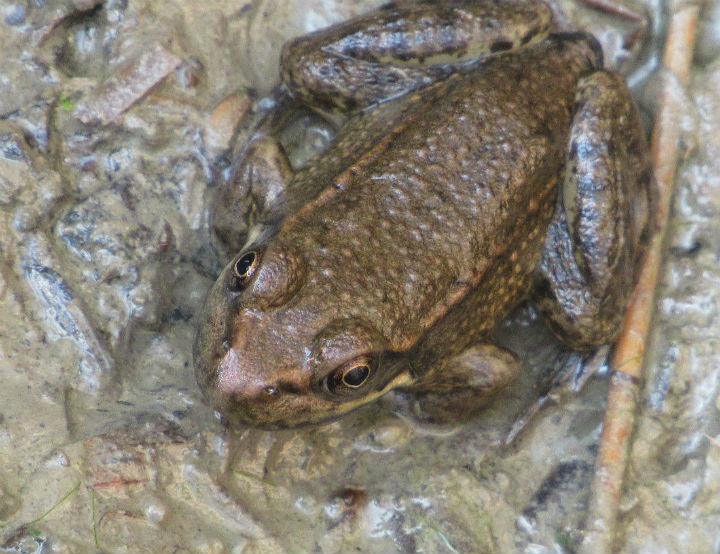 Green Frog.